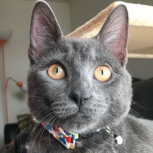 Meet your Posher, Sage